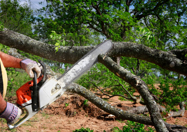  , LA Tree Services Pros